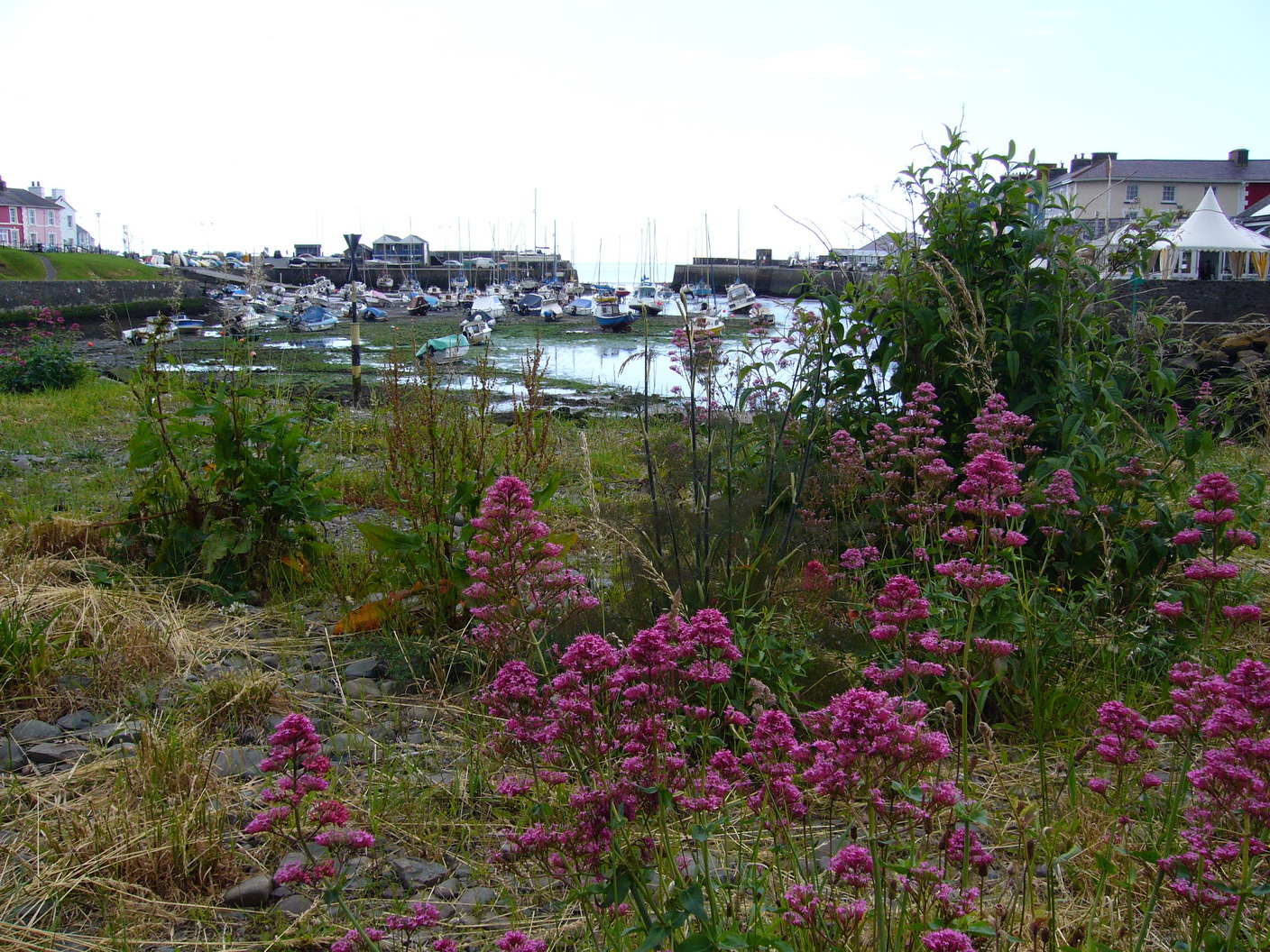 Aberaeron